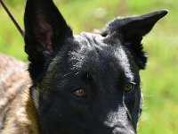 11 Ace von der Schattenhexe