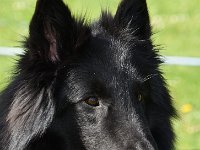 2 Highlander Mylo von Canis Lupos Pallipes