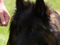33 Cazan vom Leonberger Mühlbach