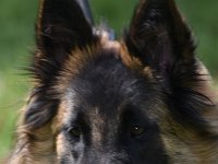 40 Feli vom Leonberger Mühlbach