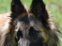 41Freya vom Leonberger Mühlbach