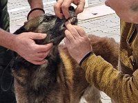 18 Nashit Vom Lahberg 1