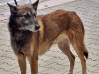 18 Nashit Vom Lahberg 2