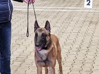 22 Uccello Of The Beautiful Black One 2