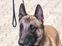 22 Uccello Of The Beautiful Black One 3